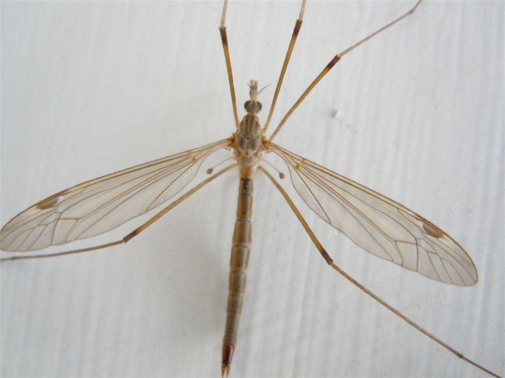 Tipula sp.